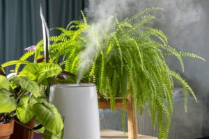 Close up of modern air humidifier. Humidification for cultivation of house plants. The steam from the air humidifier in the room. Plant care. Humidification of air in apartment during heating period.